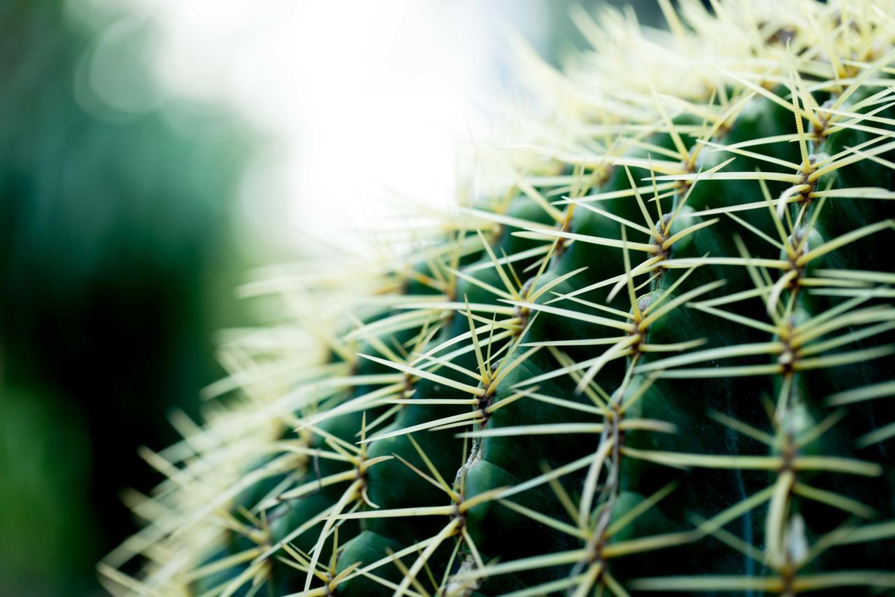 All Green House Marrakesh Exterior foto